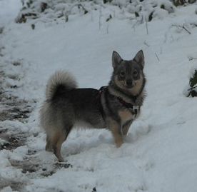 Des coeurs d'alène - 41ème Nationale d'élevage du club des chiens nordiques