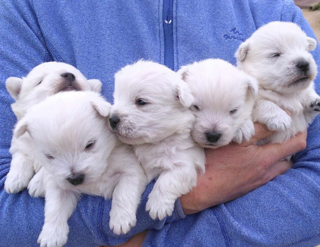 Des coeurs d'alène - Chiot disponible  - West Highland White Terrier