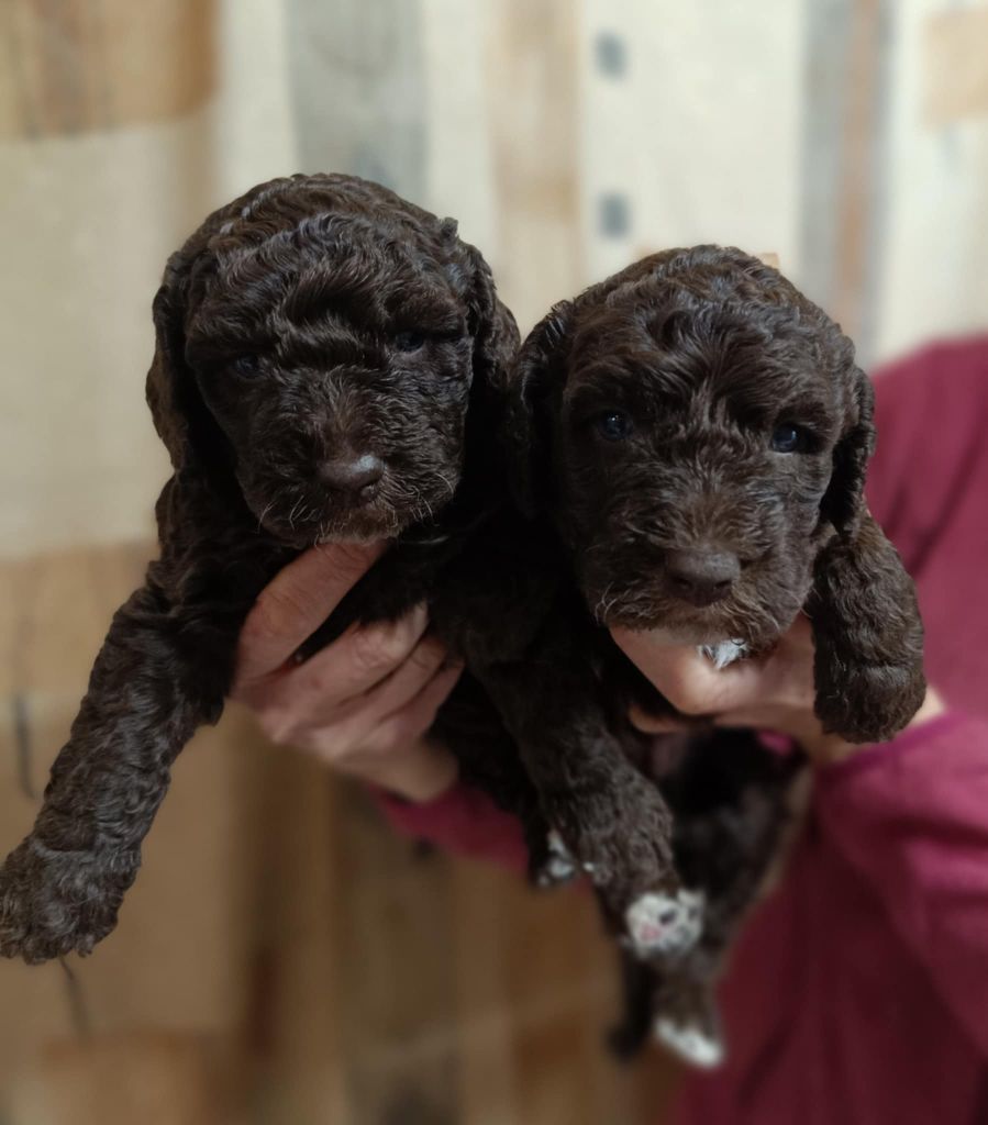 Des coeurs d'alène - Chiot disponible  - Chien d'eau espagnol