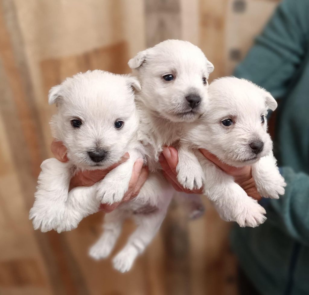 Des coeurs d'alène - Chiot disponible  - West Highland White Terrier