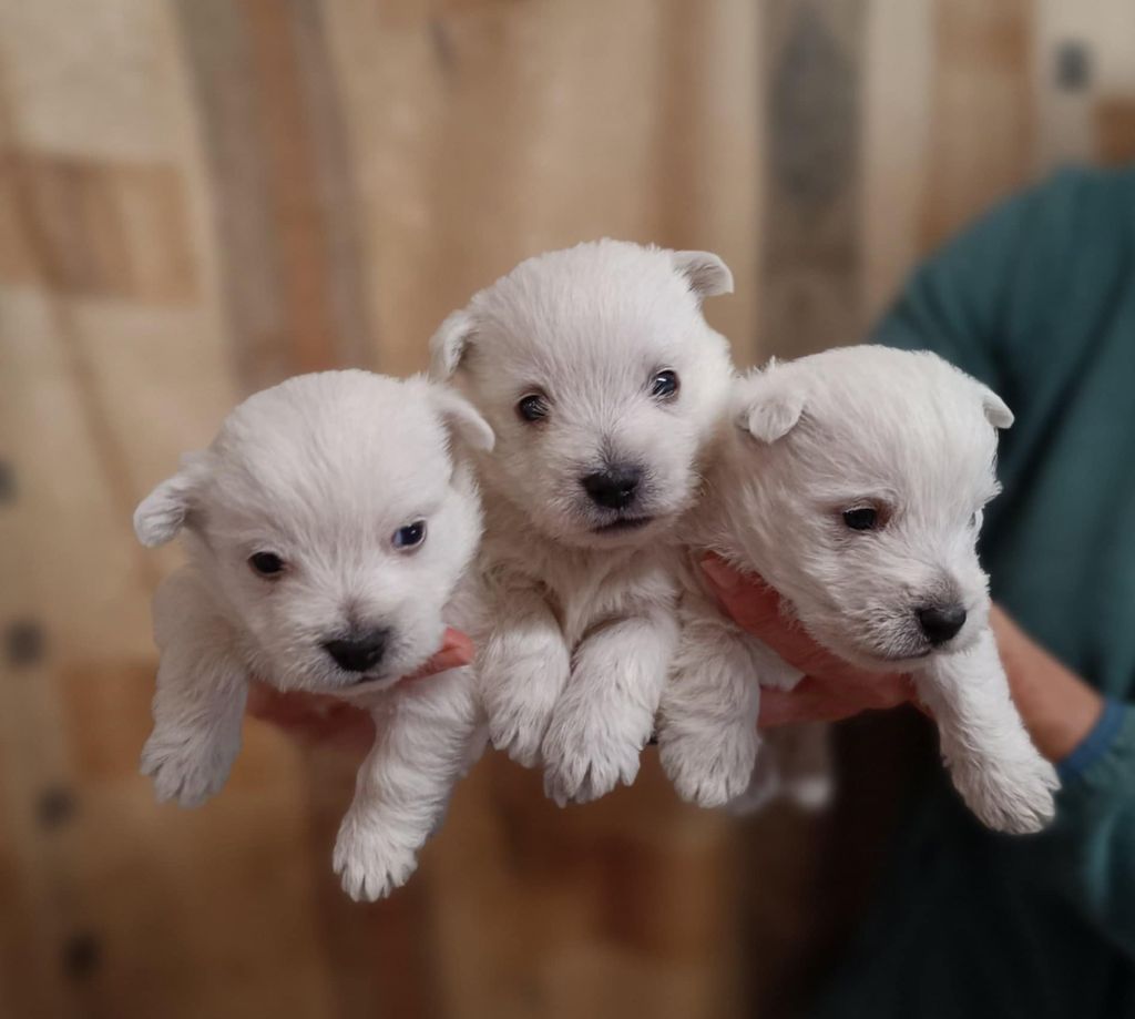 Des coeurs d'alène - Chiot disponible  - West Highland White Terrier