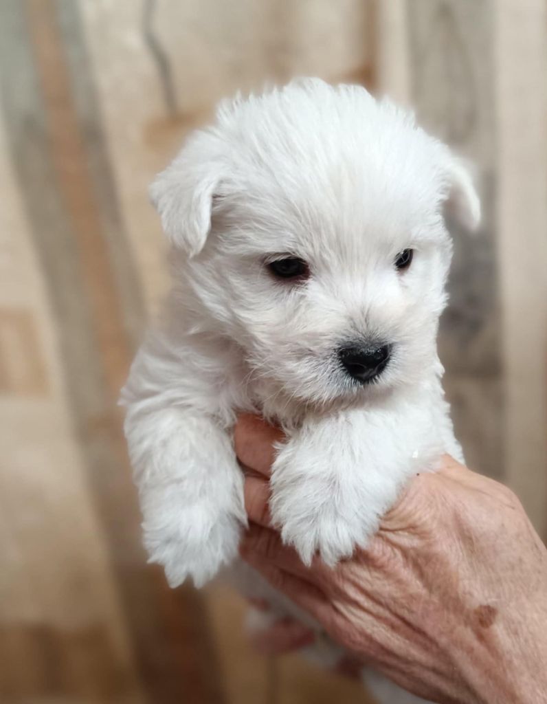 Des coeurs d'alène - Chiot disponible  - West Highland White Terrier