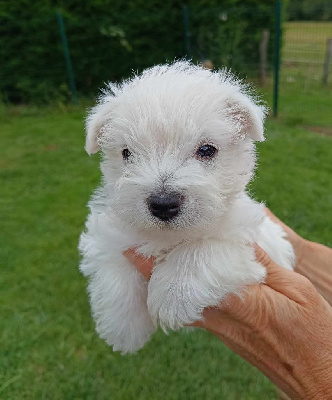 Des coeurs d'alène - West Highland White Terrier - Portée née le 29/04/2024