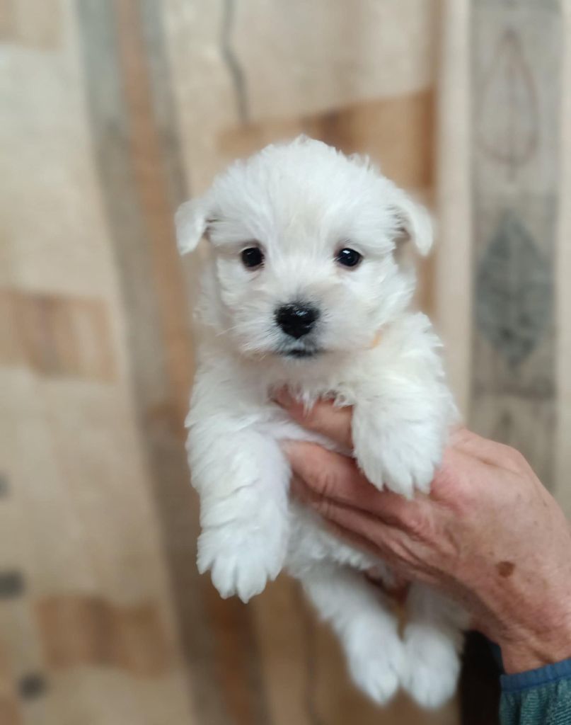 Des coeurs d'alène - Chiot disponible  - West Highland White Terrier