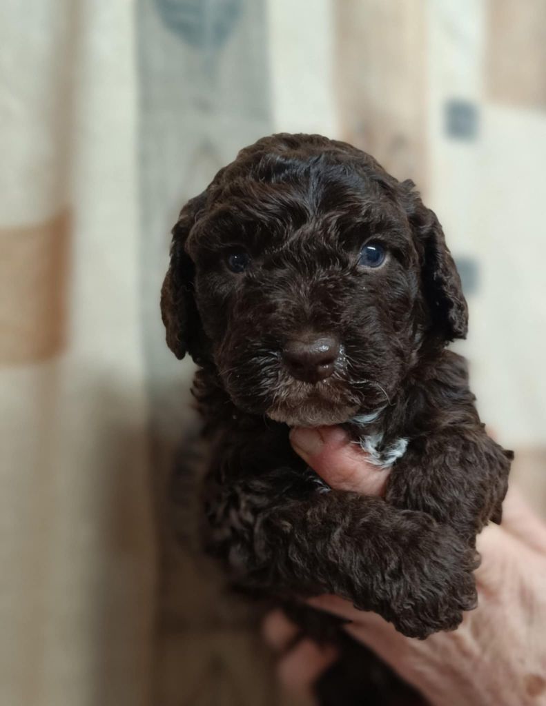 Des coeurs d'alène - Chiot disponible  - Chien d'eau espagnol