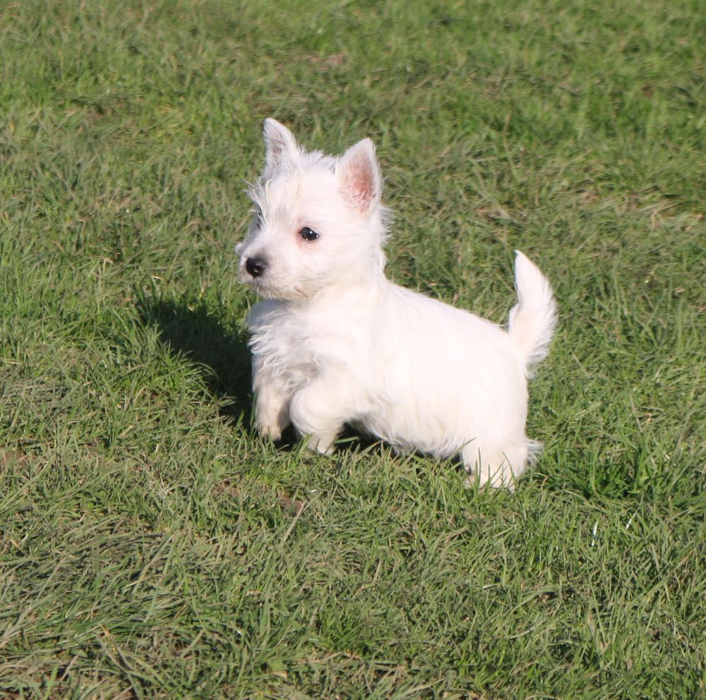 Des coeurs d'alène - Chiot disponible  - West Highland White Terrier
