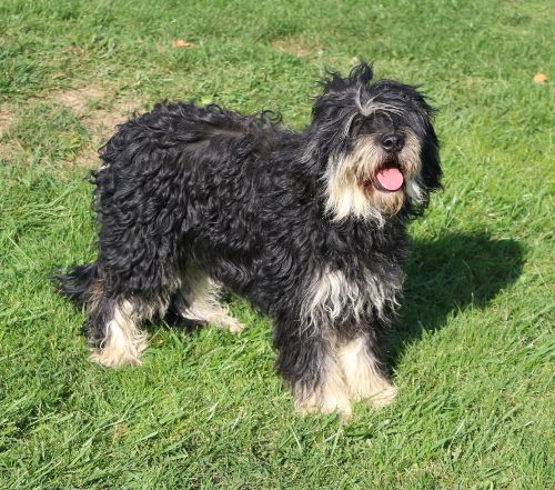 CH. crossoak Pocahontas