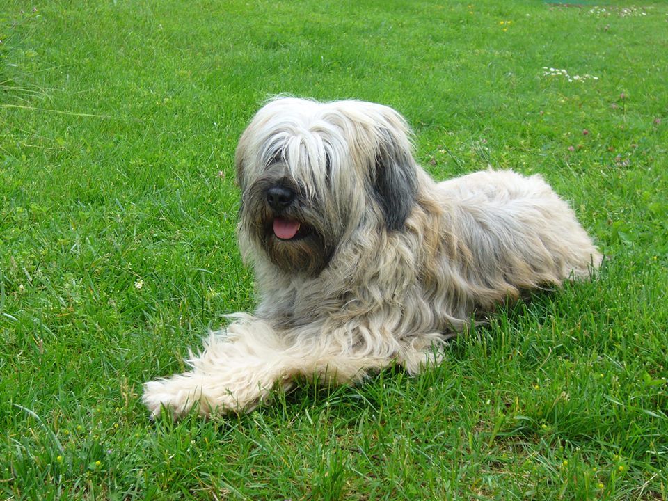 Lio Des coeurs d'alène