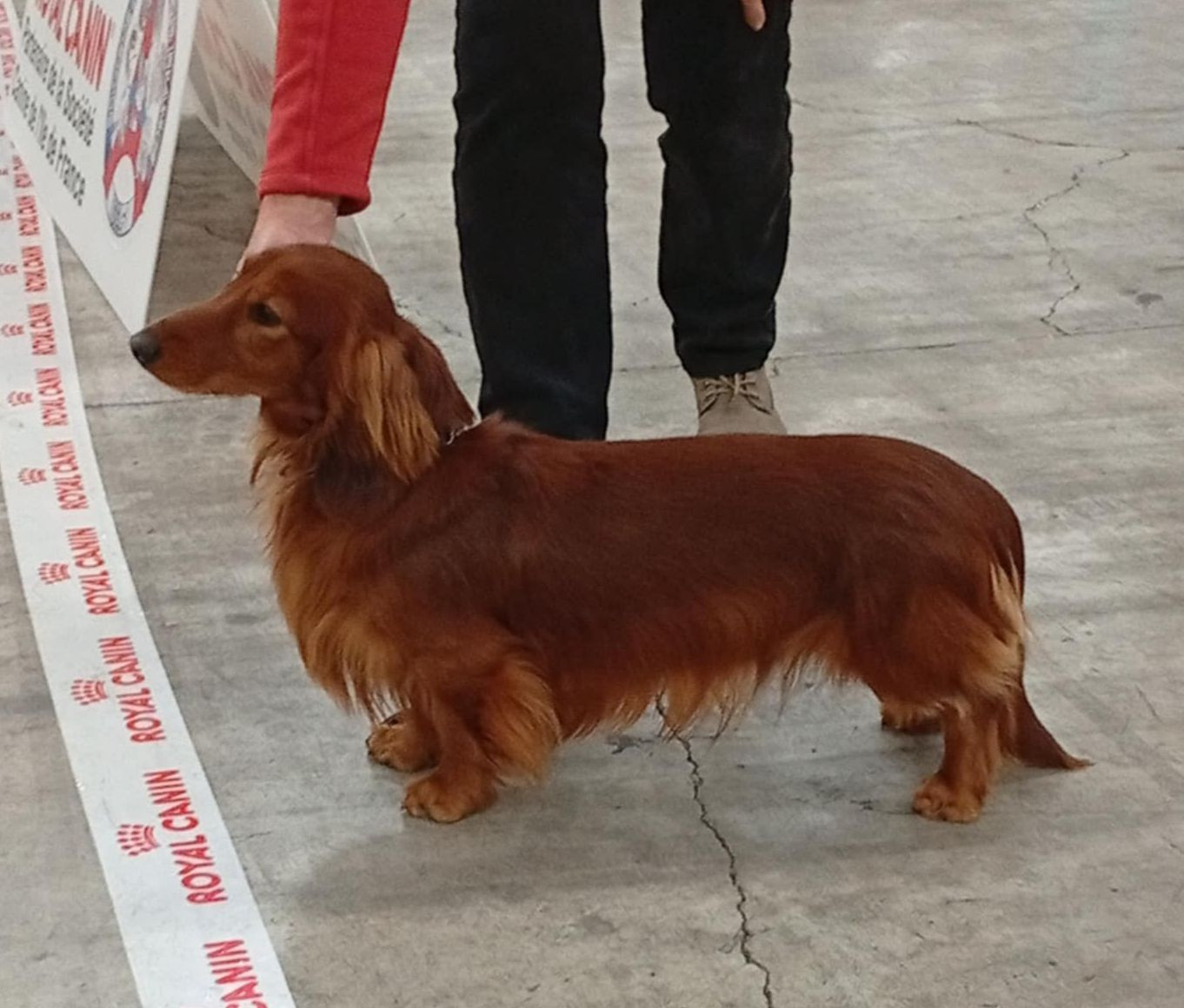 Albert Des coeurs d'alène