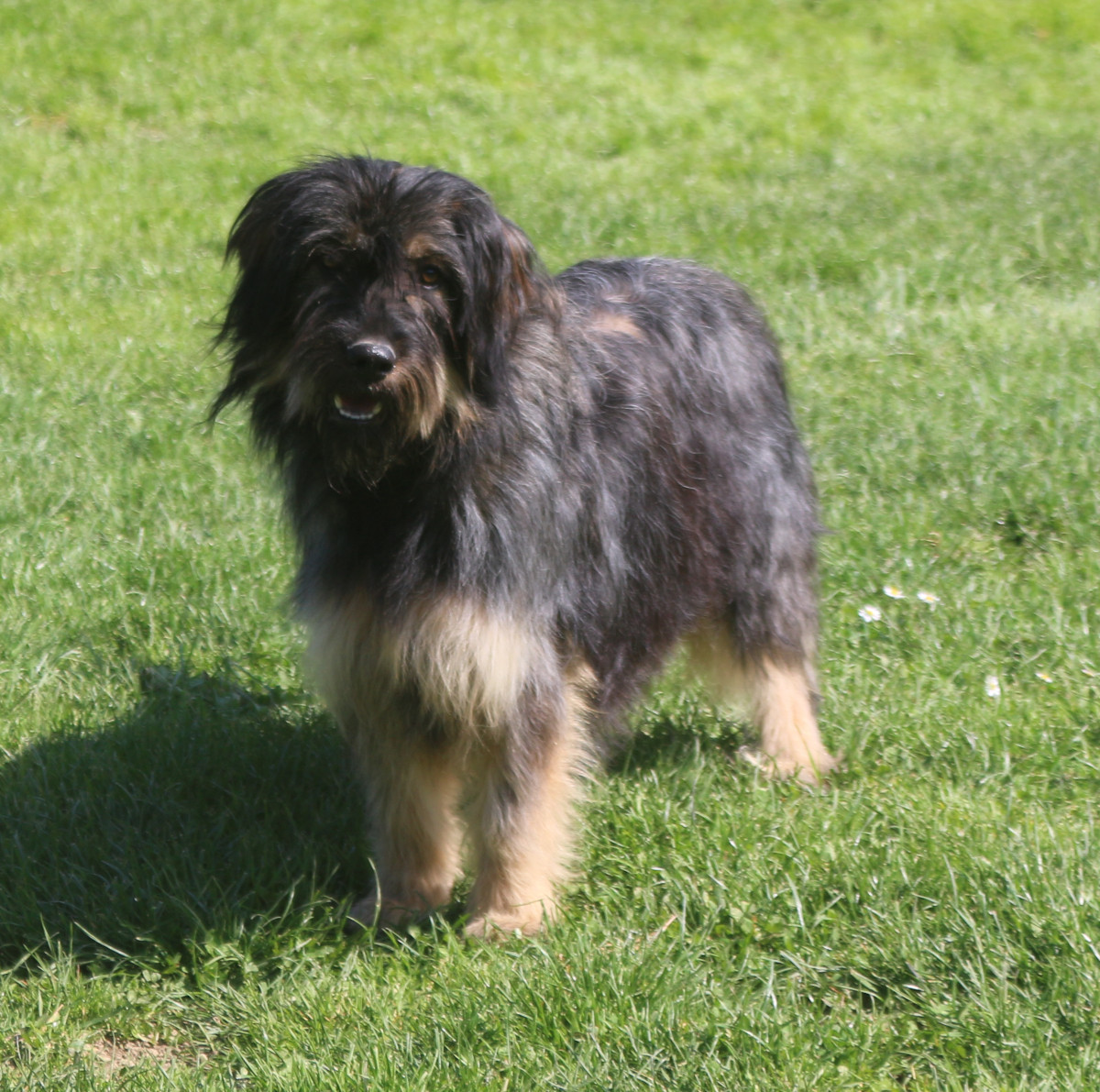 Maia do monte do restolho