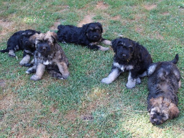 Chiots Coca à l'élevage