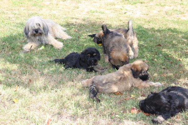 Chiots Lio à l'élevage