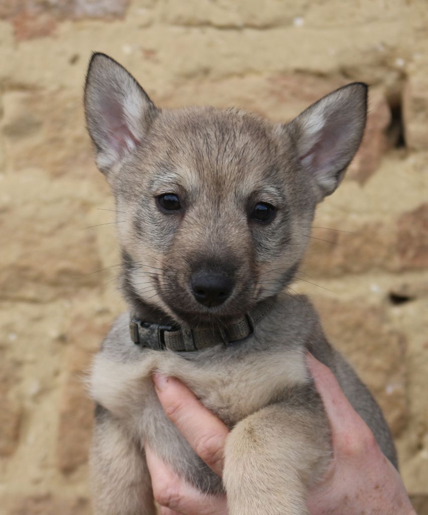 Des coeurs d'alène - Spitz des Visigoths - Portée née le 18/11/2022