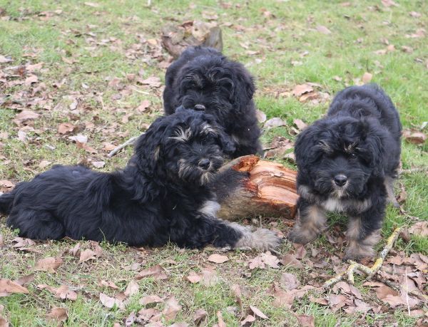 Des coeurs d'alène - Berger de la Serra de Aires - Portée née le 01/11/2016