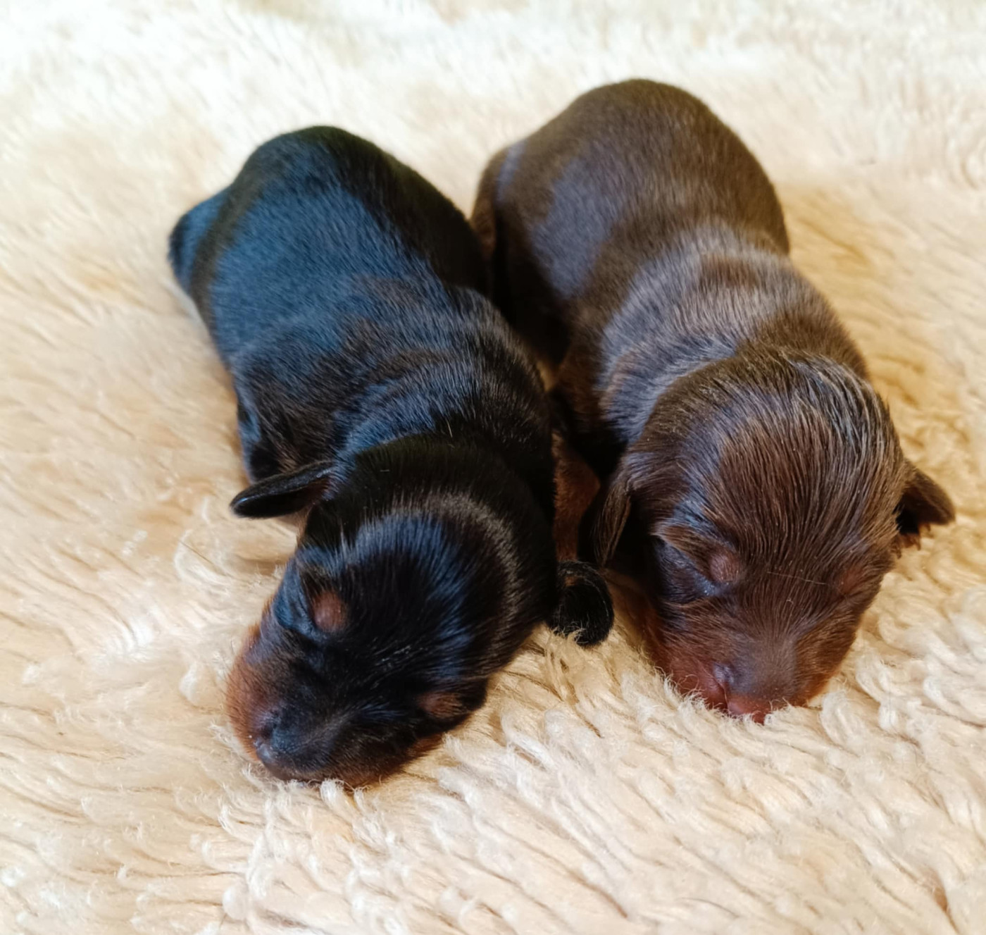 Des coeurs d'alène - Chiots disponibles - Teckel poil long