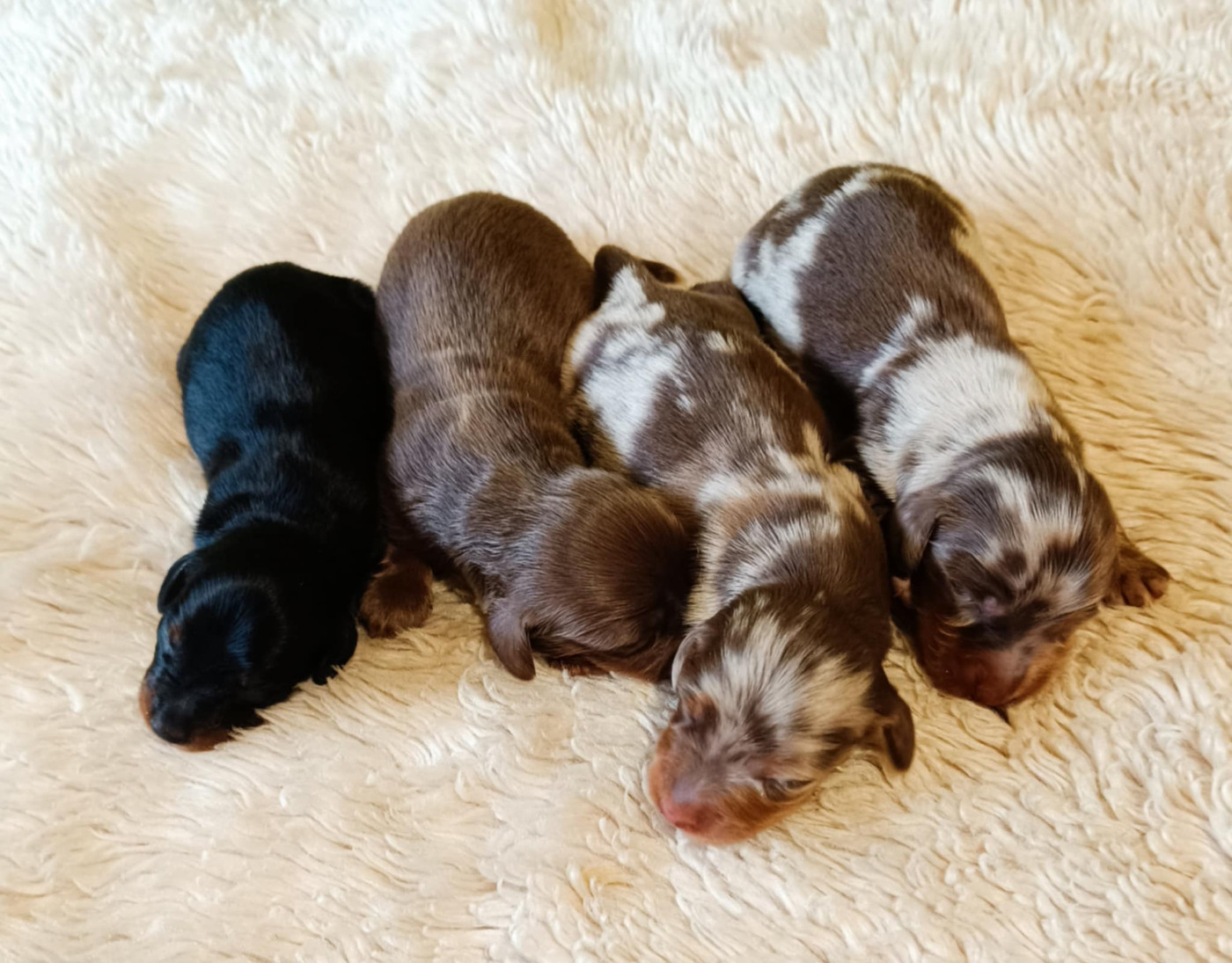 Des coeurs d'alène - Chiots disponibles - Teckel poil long