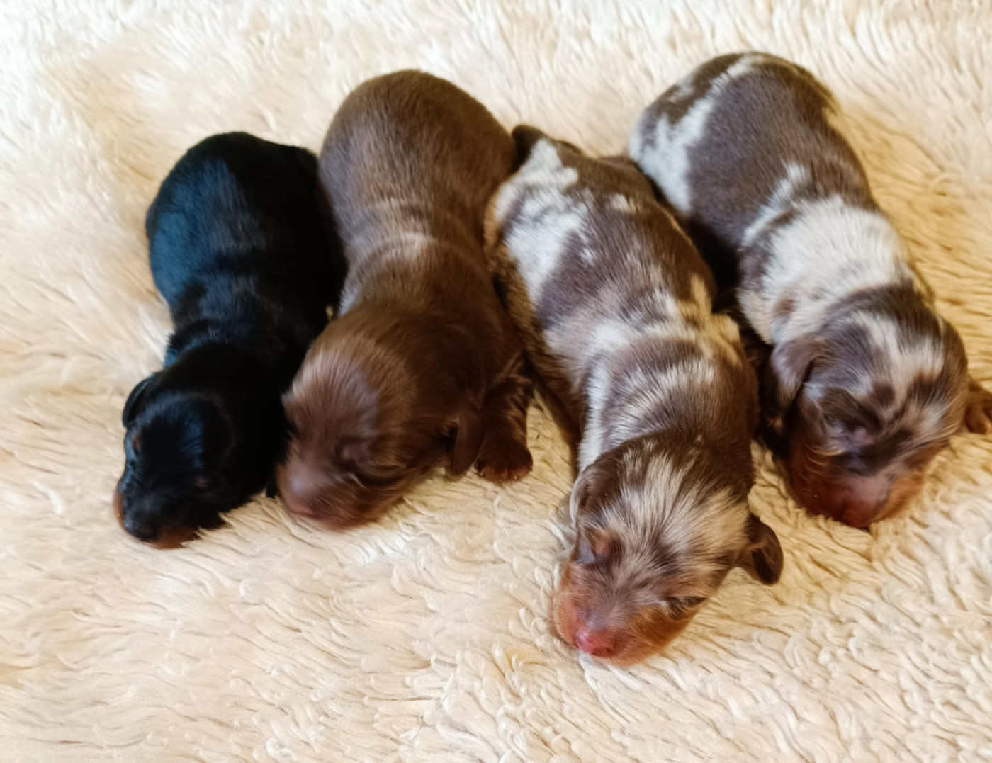 Des coeurs d'alène - Chiots disponibles - Teckel poil long
