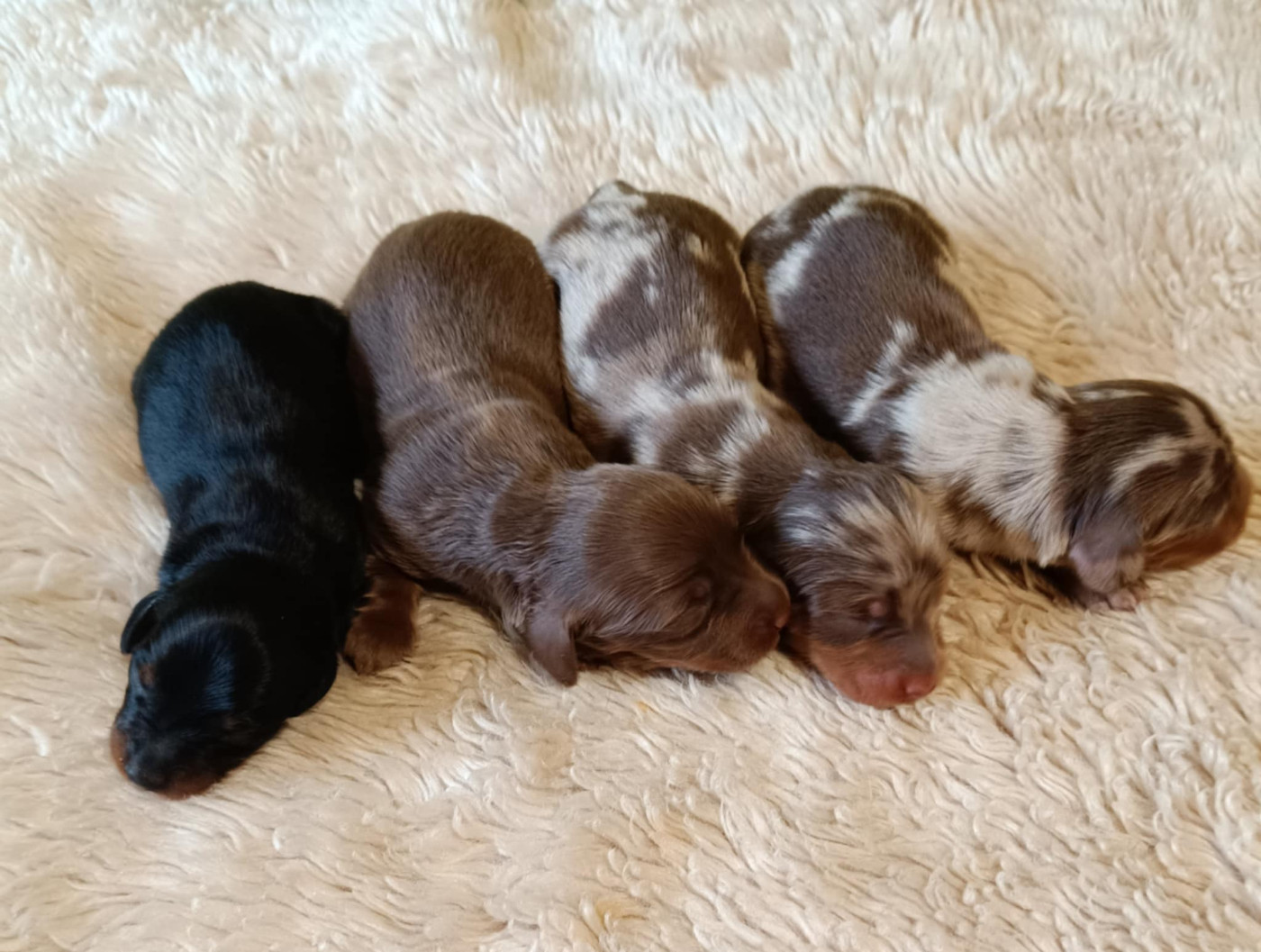 Des coeurs d'alène - Chiots disponibles - Teckel poil long