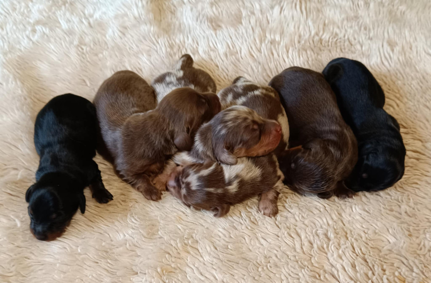 Chiot Teckel poil long Des coeurs d'alène