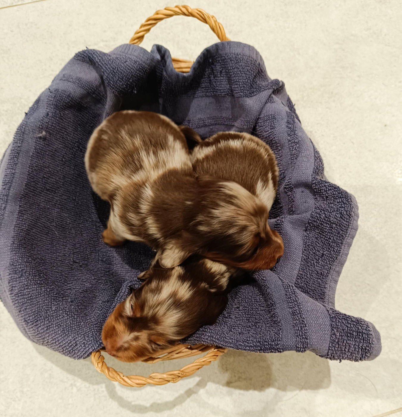 Des coeurs d'alène - Chiots disponibles - Teckel poil long