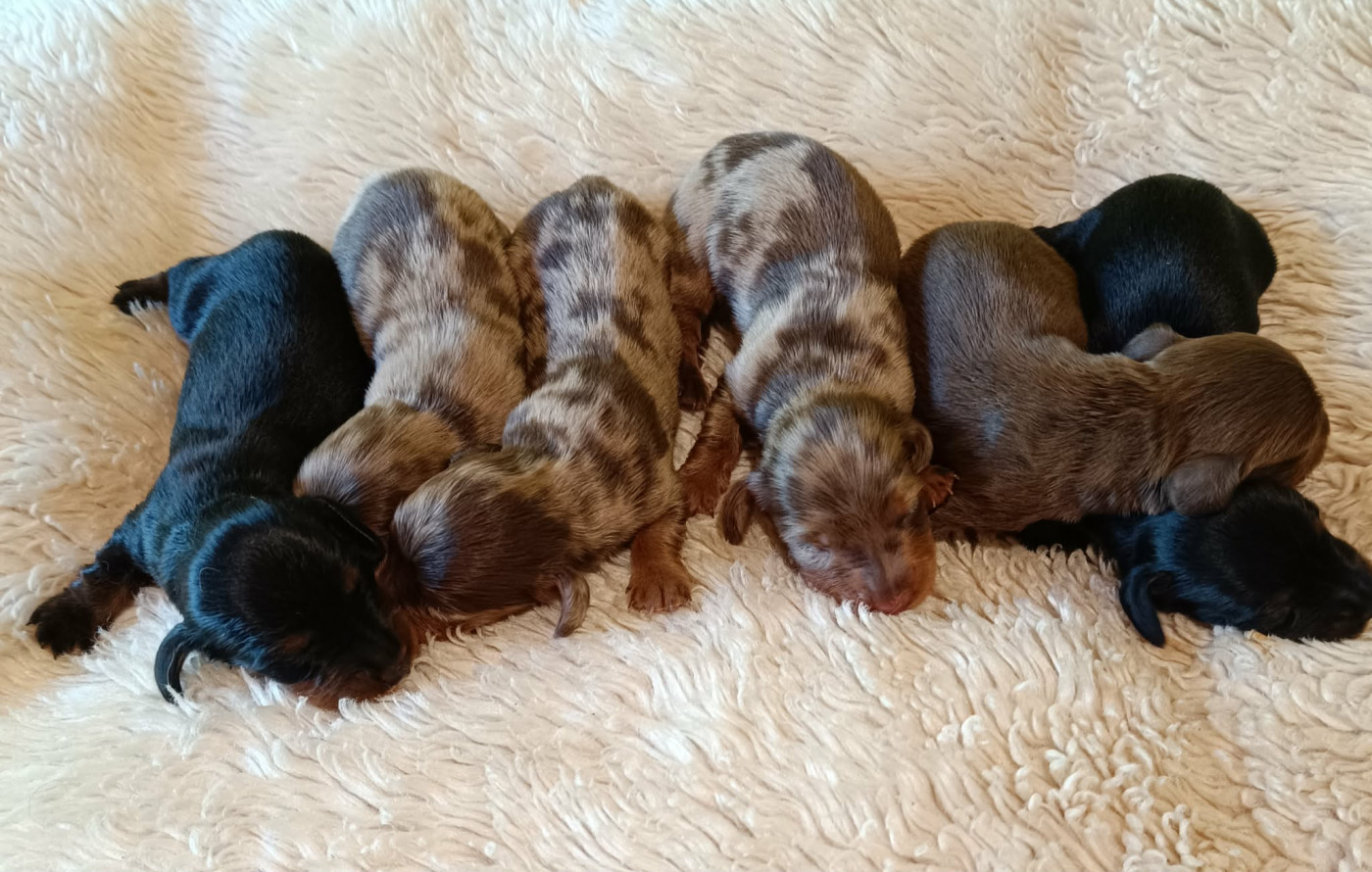 Des coeurs d'alène - Chiots disponibles - Teckel poil long