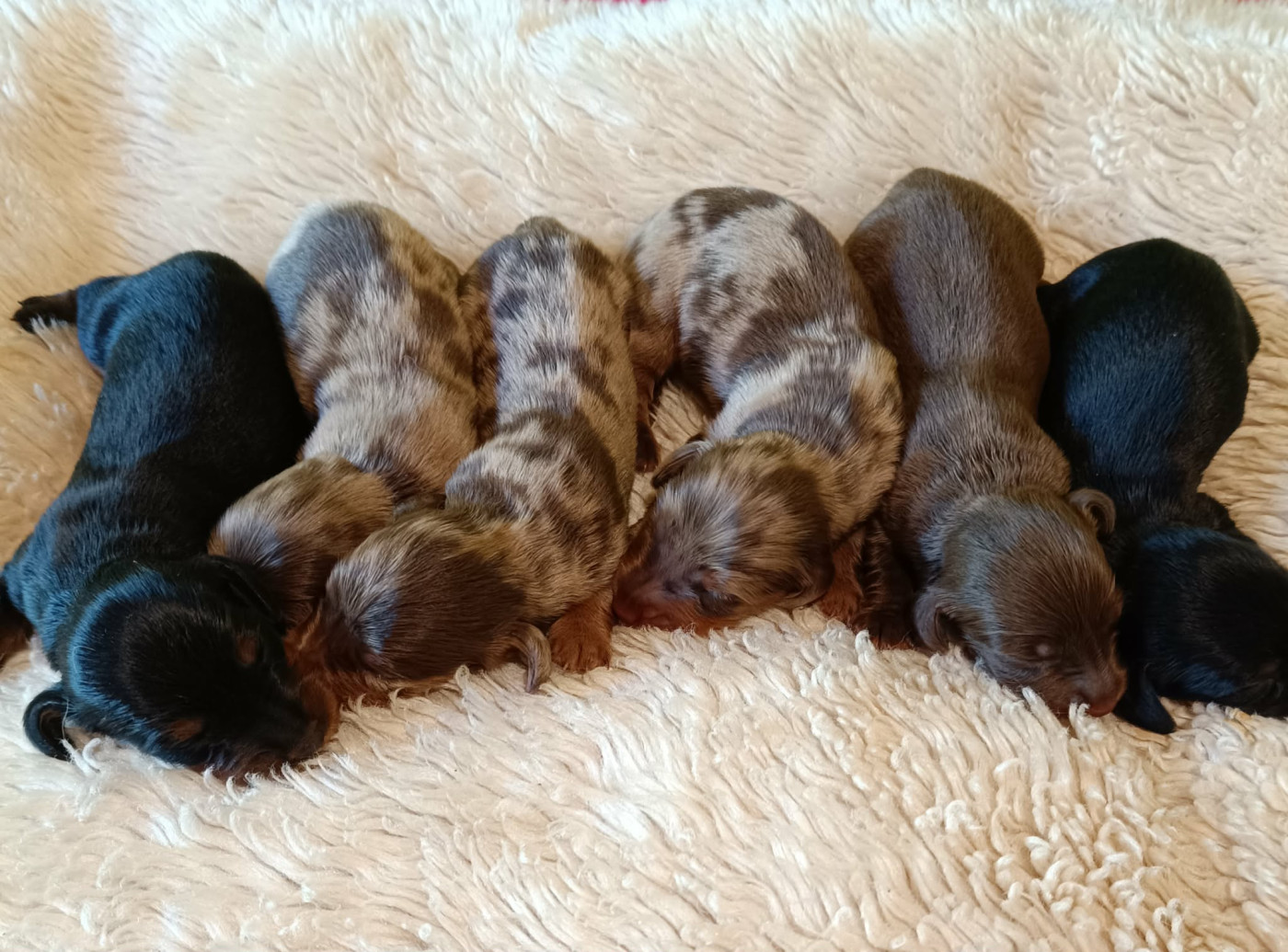 Des coeurs d'alène - Chiots disponibles - Teckel poil long