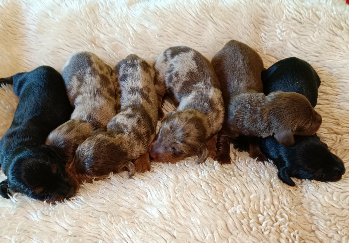 Des coeurs d'alène - Chiots disponibles - Teckel poil long