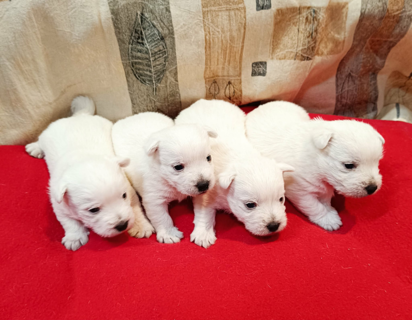 Chiot West Highland White Terrier Des coeurs d'alène