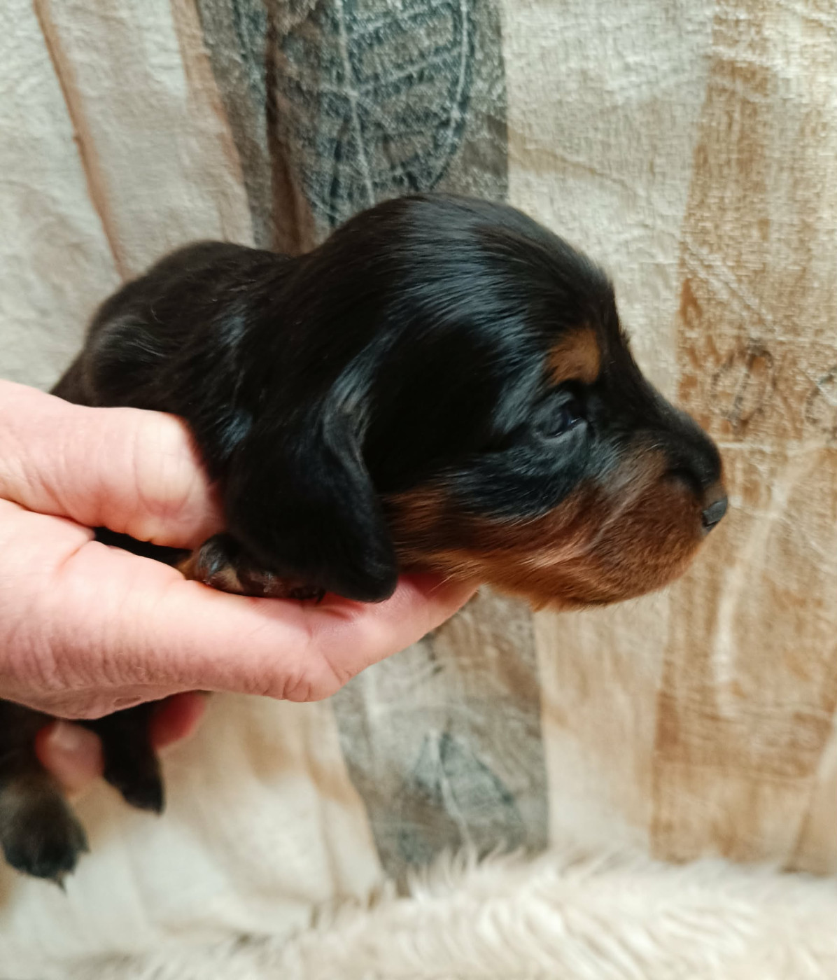 Des coeurs d'alène - Chiots disponibles - Teckel poil long