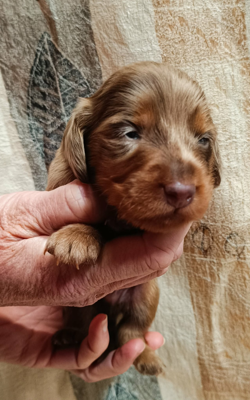 Des coeurs d'alène - Chiots disponibles - Teckel poil long
