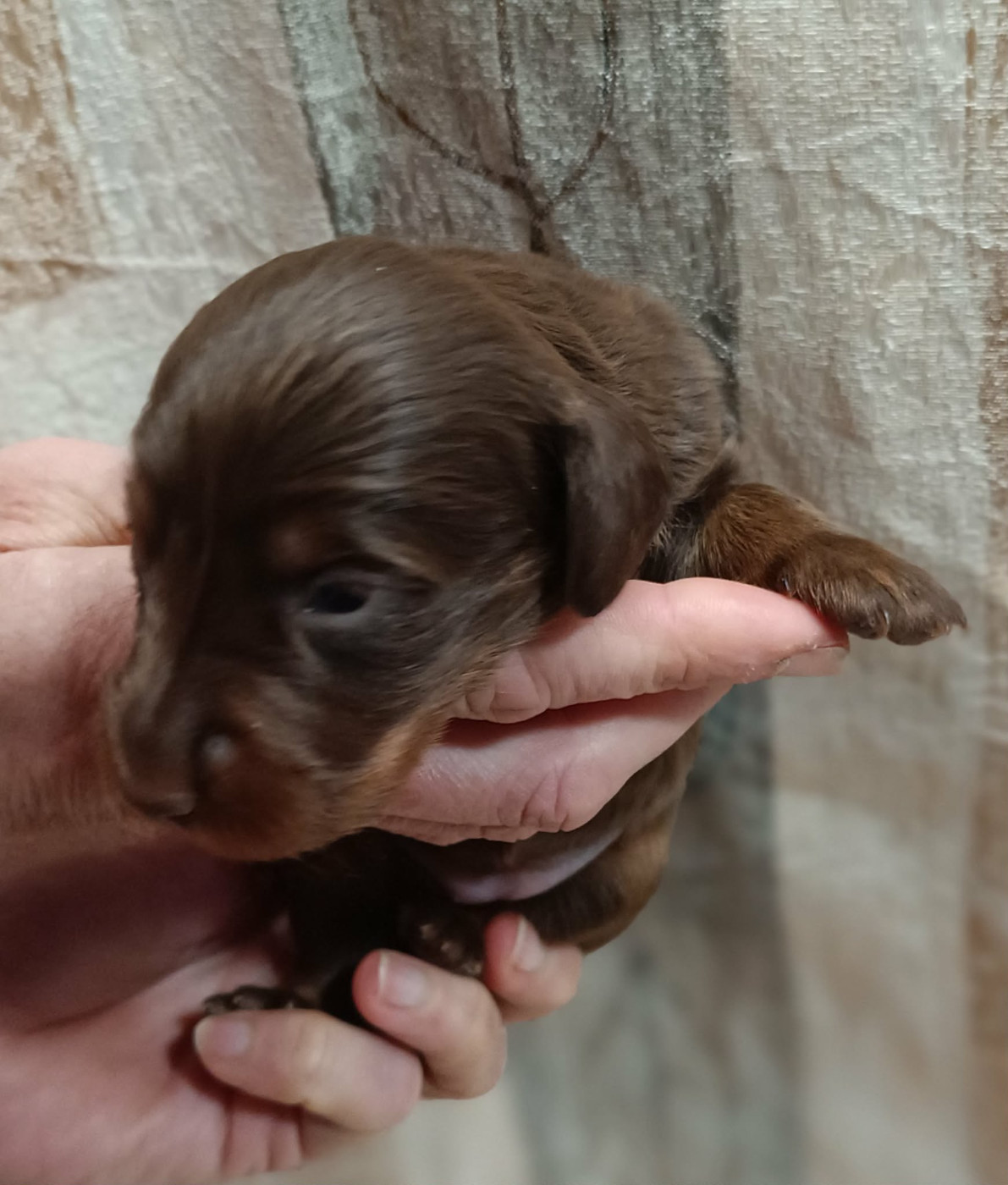 Des coeurs d'alène - Chiots disponibles - Teckel poil long