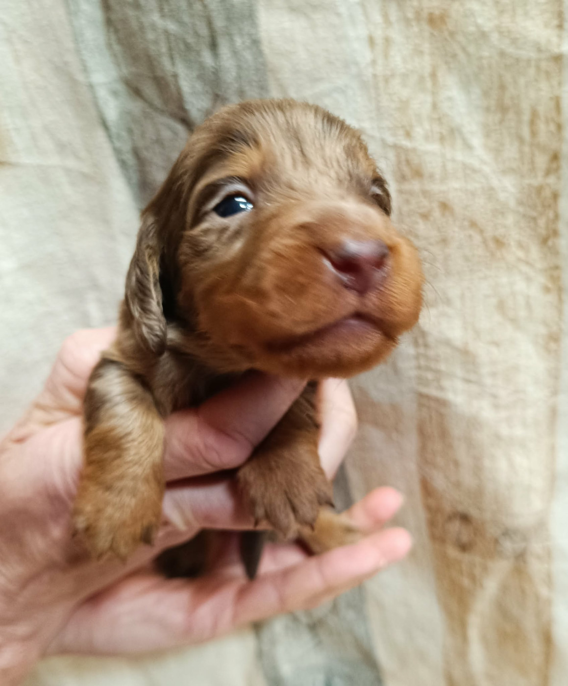 Des coeurs d'alène - Chiots disponibles - Teckel poil long