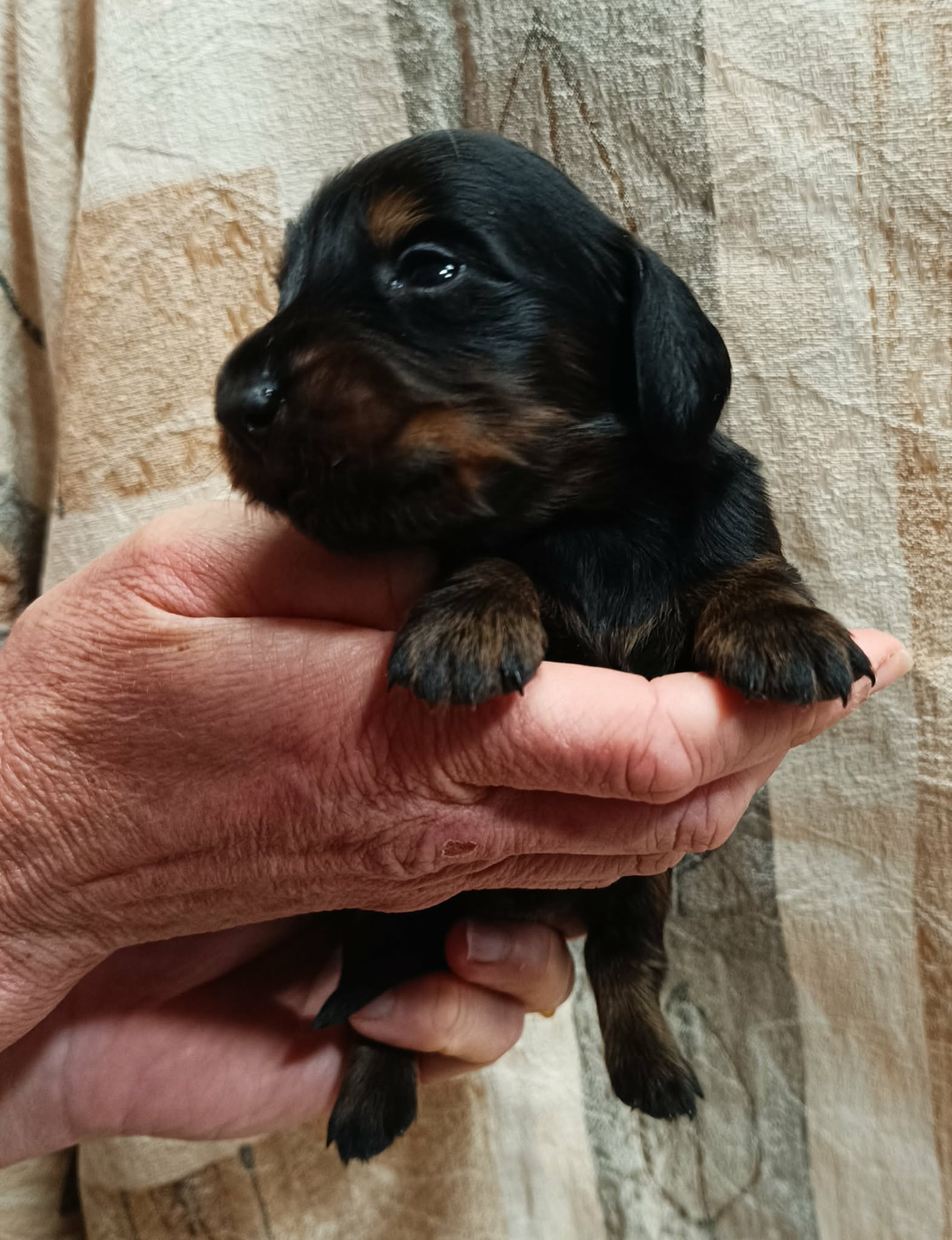 Des coeurs d'alène - Chiots disponibles - Teckel poil long