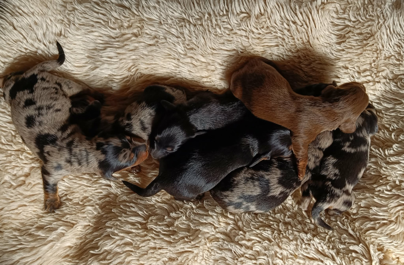 Chiot Teckel poil long Des coeurs d'alène