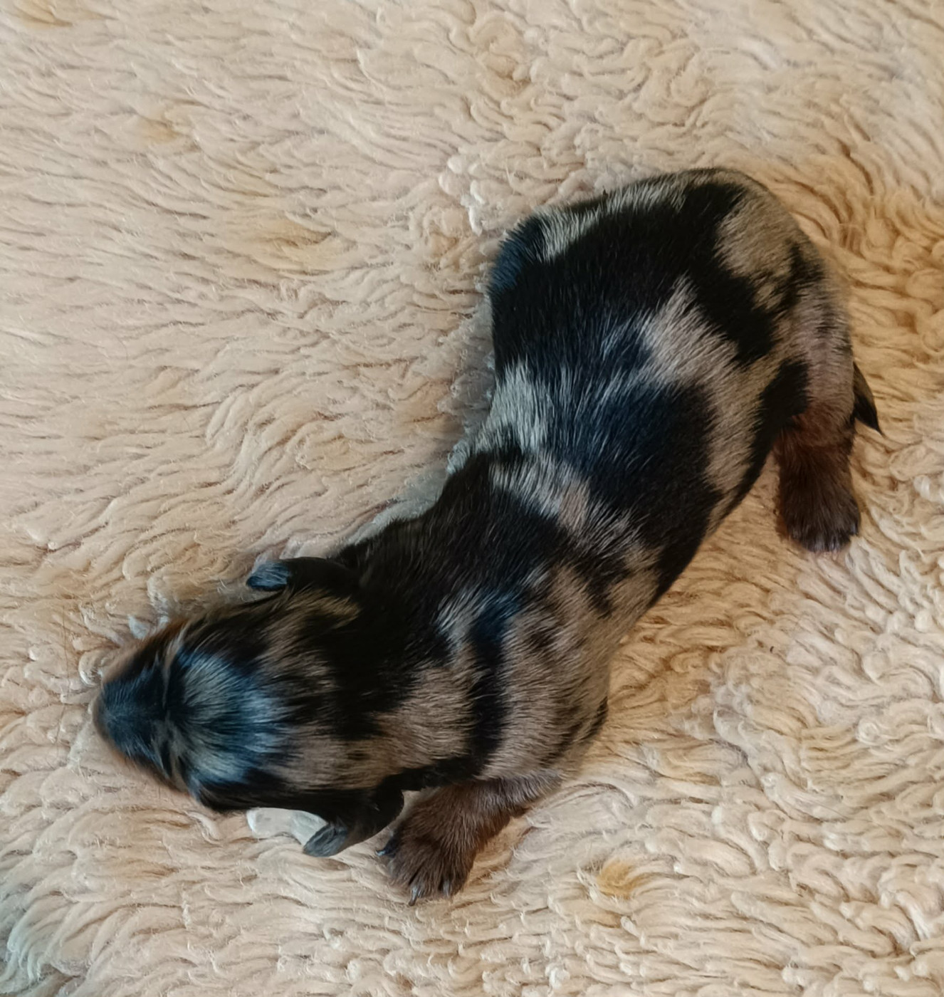 Des coeurs d'alène - Chiots disponibles - Teckel poil long