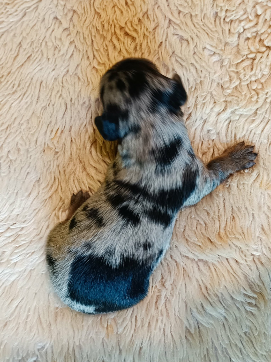 Des coeurs d'alène - Chiots disponibles - Teckel poil long