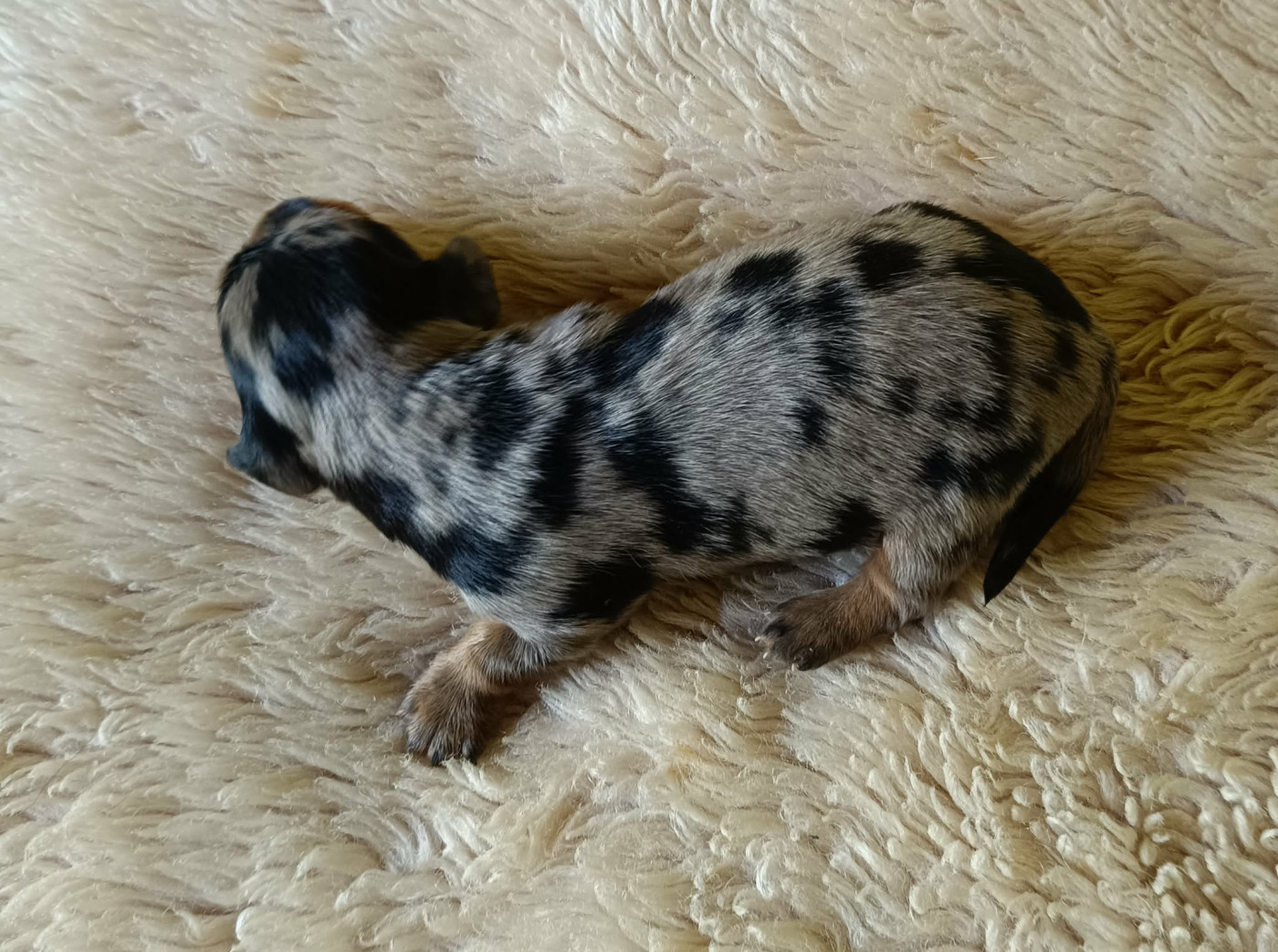 Des coeurs d'alène - Chiots disponibles - Teckel poil long