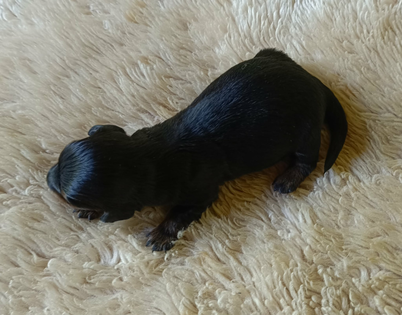 Des coeurs d'alène - Chiots disponibles - Teckel poil long