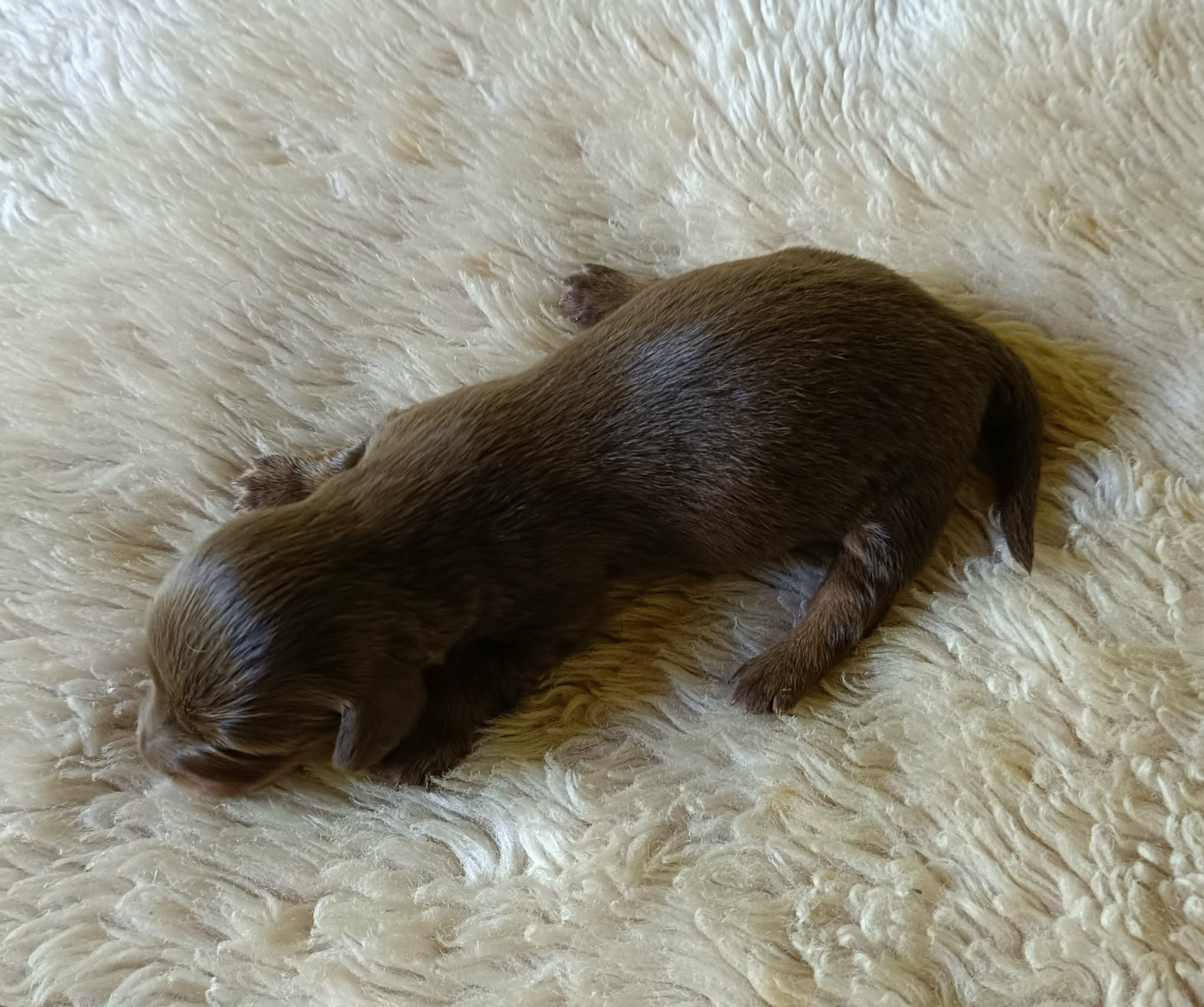 Des coeurs d'alène - Chiots disponibles - Teckel poil long