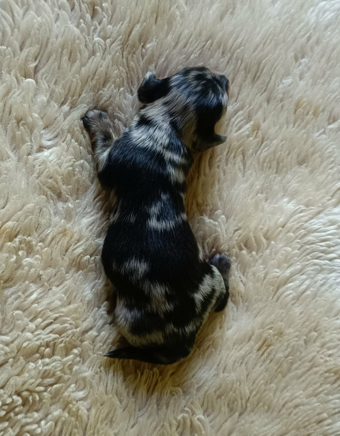 Des coeurs d'alène - Chiots disponibles - Teckel poil long