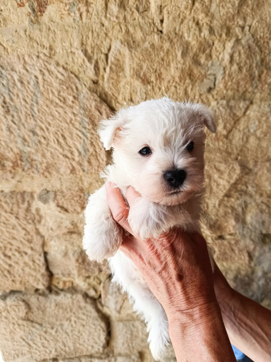 Chiot West Highland White Terrier Des coeurs d'alène