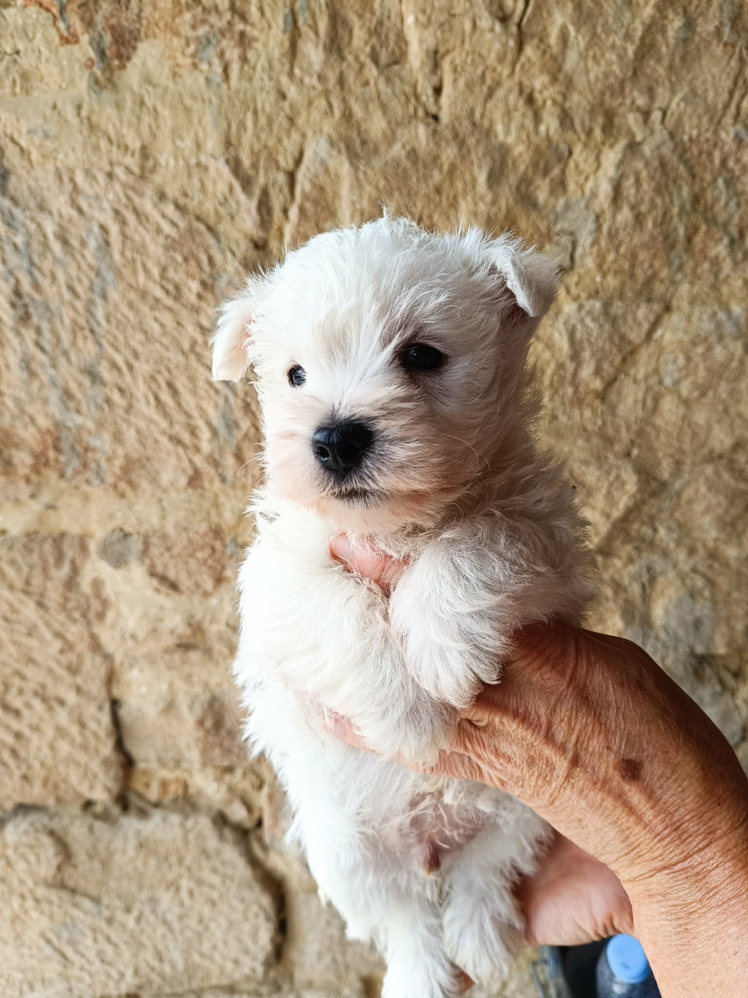 Des coeurs d'alène - Chiots disponibles - West Highland White Terrier