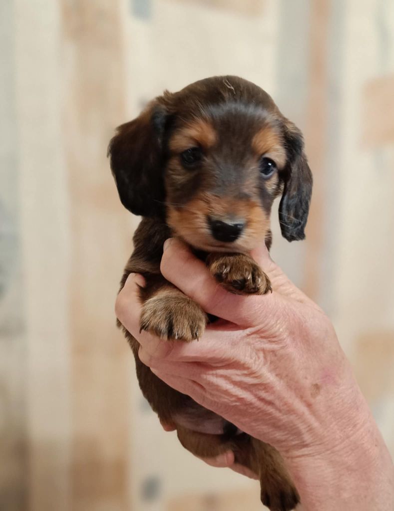 Des coeurs d'alène - Teckel poil long - Portée née le 26/01/2025