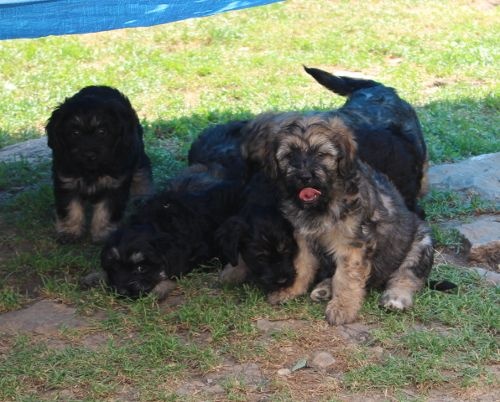 Chiot Berger de la Serra de Aires Des coeurs d'alène
