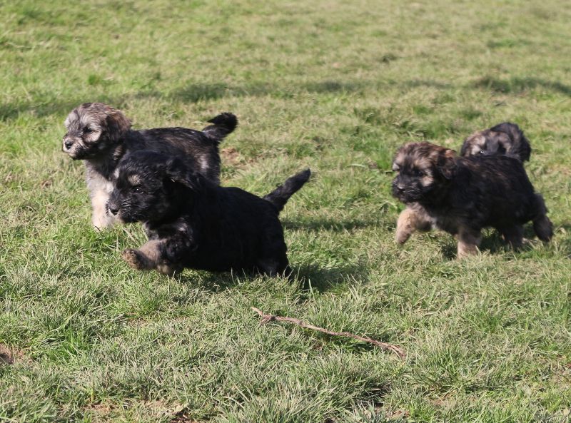 Des coeurs d'alène - Berger de la Serra de Aires - Portée née le 08/01/2018