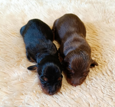 femelle marron & feu