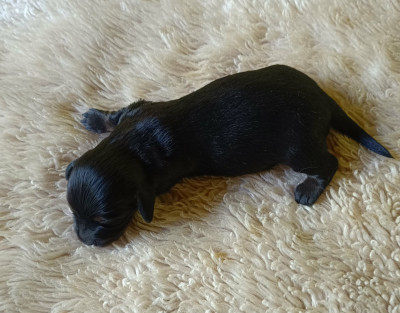 noir et feu - standard