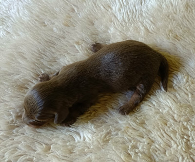 marron et feu - standard