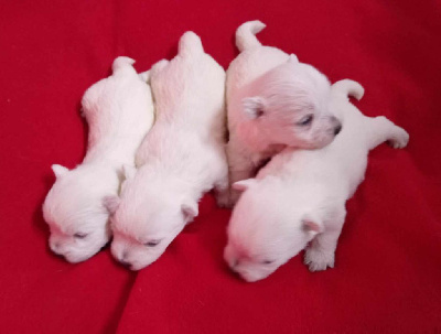 CHIOT 3
