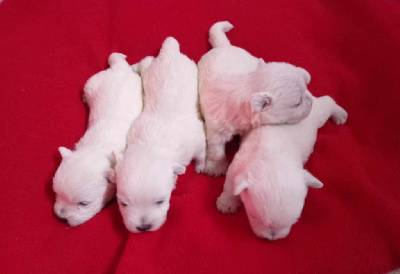 CHIOT 4